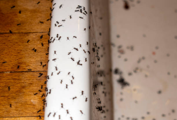 Best Residential Pest Control  in Tucumcari, NM
