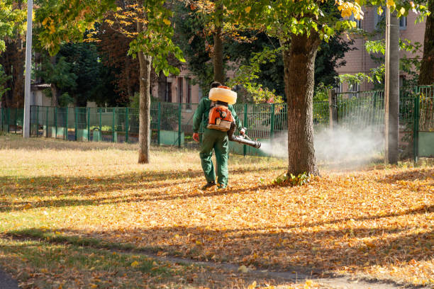 Best Flea Control Services  in Tucumcari, NM