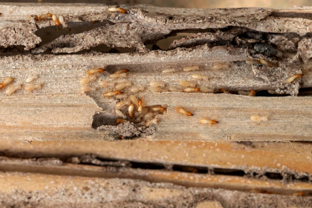 Best Affordable Pest Control Services  in Tucumcari, NM