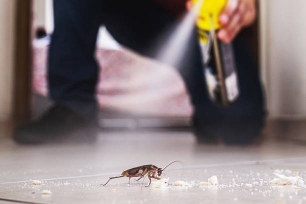 Best Rodent Control Near Me  in Tucumcari, NM